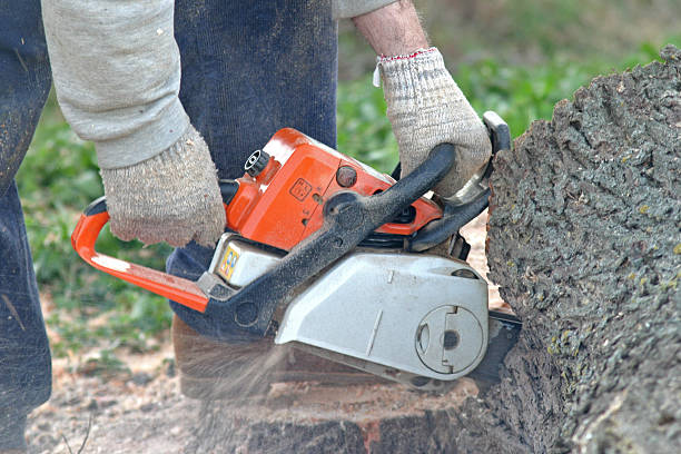 Best Tree and Shrub Care  in USA